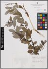 Foto von Salix cantabrica Rech. f.